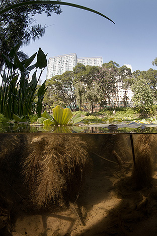 New Territories. Tsuen Wan, Shing Mun Valley, 2009